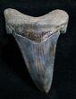 Carcharocles Angustiden Tooth - Pre Megalodon #4400-1